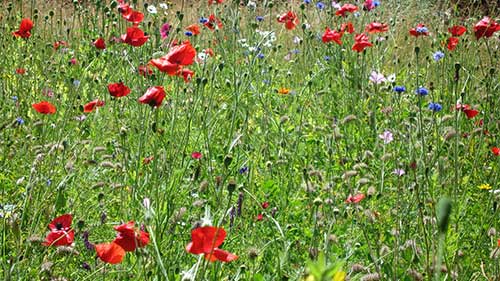 Mohnblumen